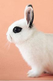 2024年电竞世界杯闭幕 沙特战队Team Falcons获得总冠军